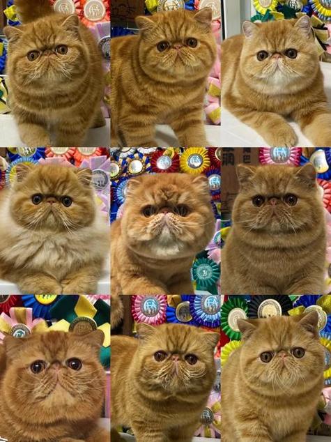 咖啡猫的价格是多少