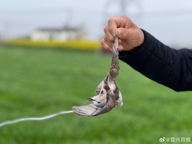 怎么样才可以抓到小鸟