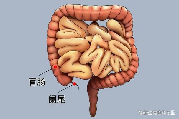结肠长度一般为多少米正常