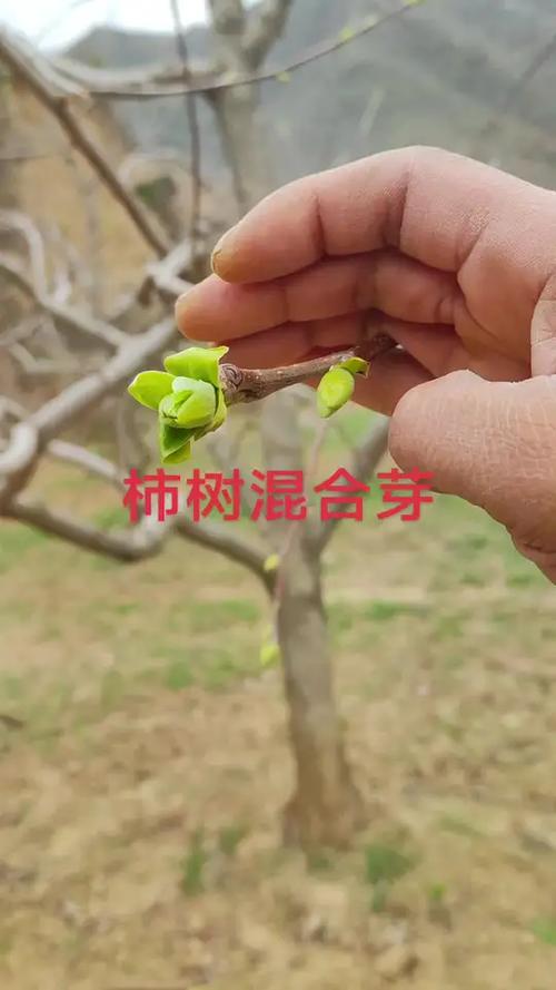 隐芽与花芽