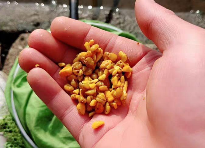 排名第一的鲤鱼饵料
