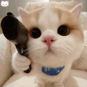 QQ猫咪表情包集合