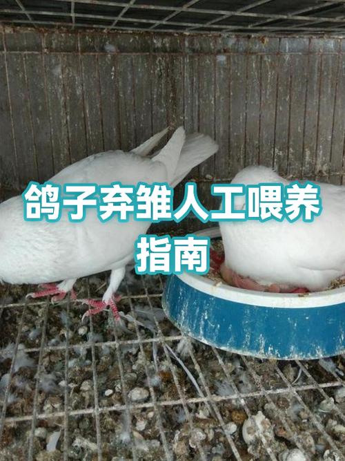 养500对鸽子投资多少钱