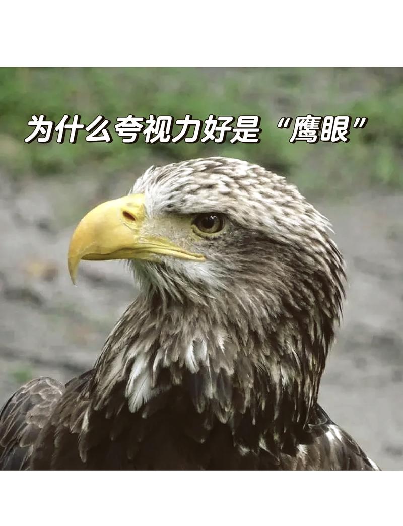 鹰的视力是人的多少倍截图