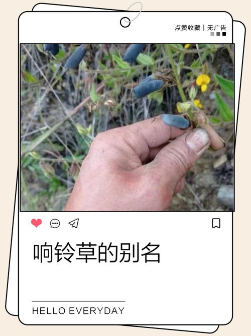响铃草功能主治图标