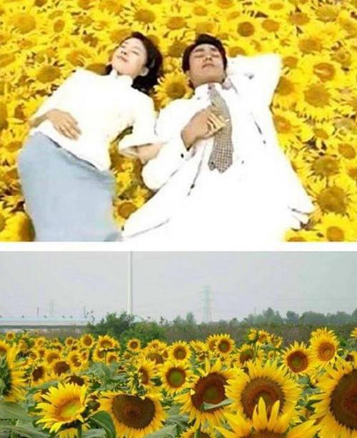 向日葵电视剧完整版免费观看缩略图