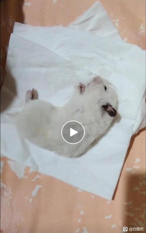 仓鼠一晚上突然就死了