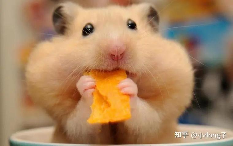 仓鼠吐食物是向主人投降吗