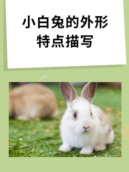 写小白兔的特点100字左右截图