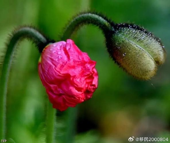 虞美人花期多长时间截图