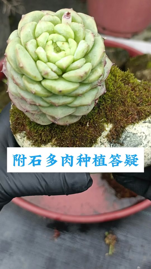 滴水石锥的用途示例