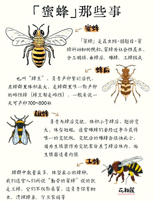 蜜蜂资讯能提现吗