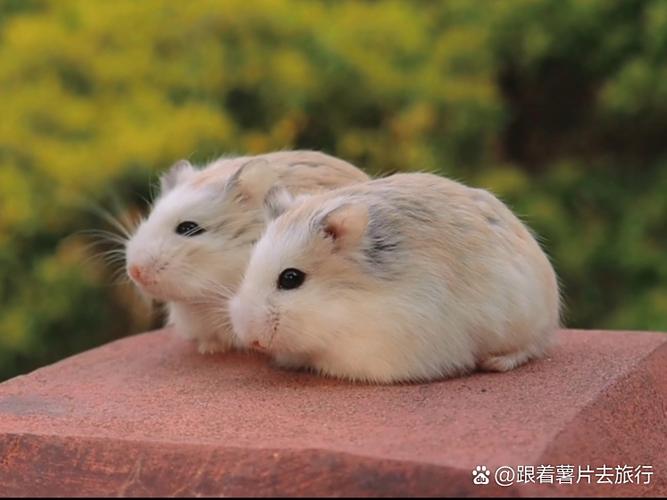 仓鼠死了直接扔掉可以吗