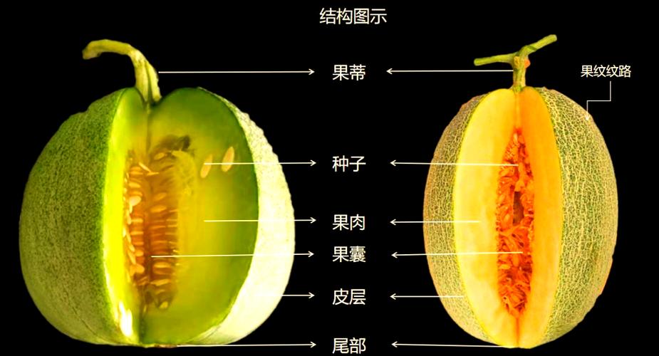哈密瓜种类大全