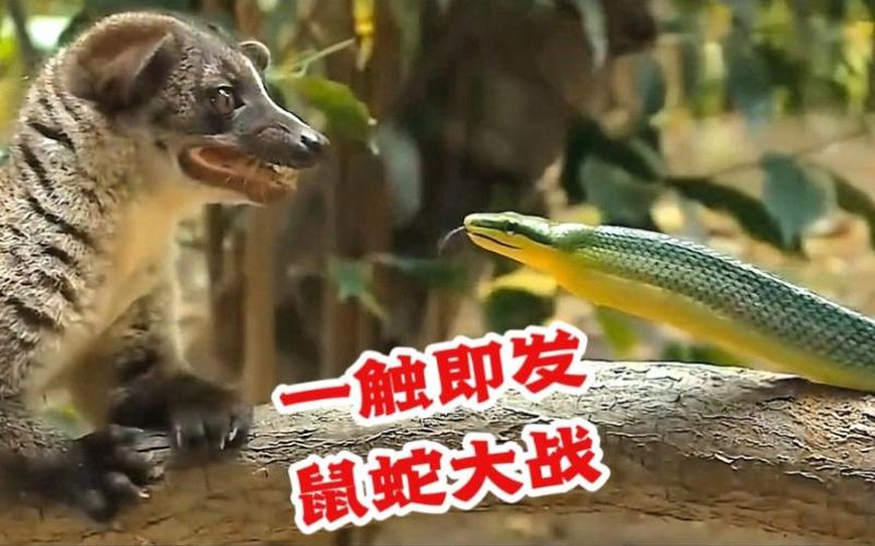 鼠和蛇在一起对谁不利