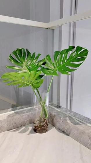 水培植物有哪些室外最好养截图