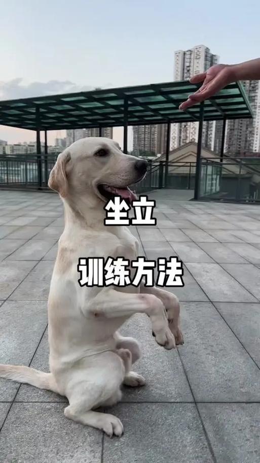 训犬视频大全免费观看