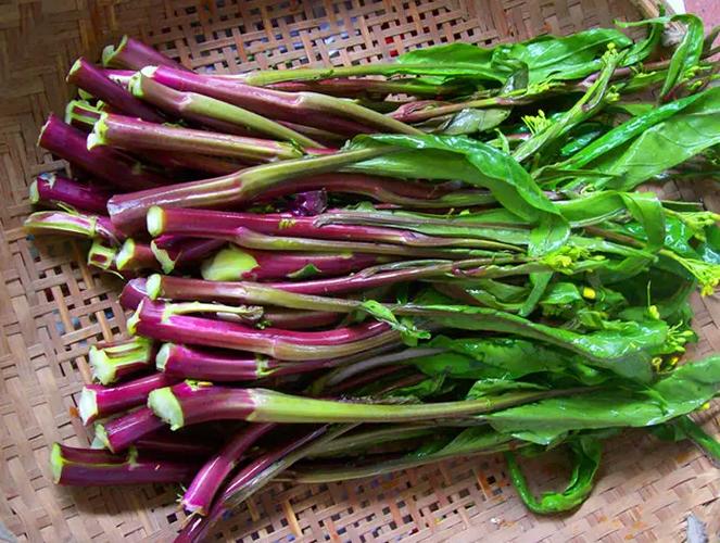 紫菜苔的功效与作用缩略图