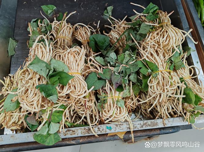 腥葵是真实存在的植物吗