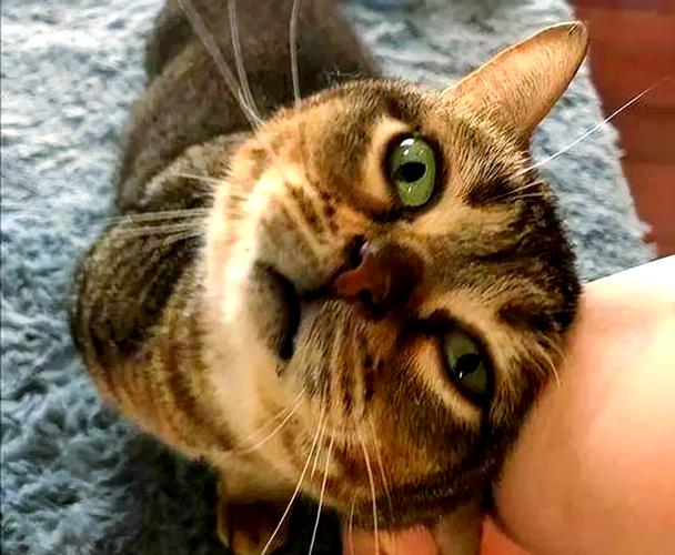 猫咪拿头拱你说明什么