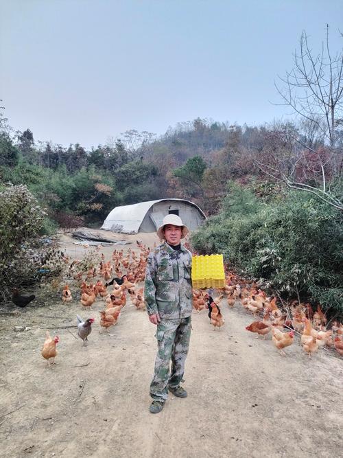 农村养鸡技术达人