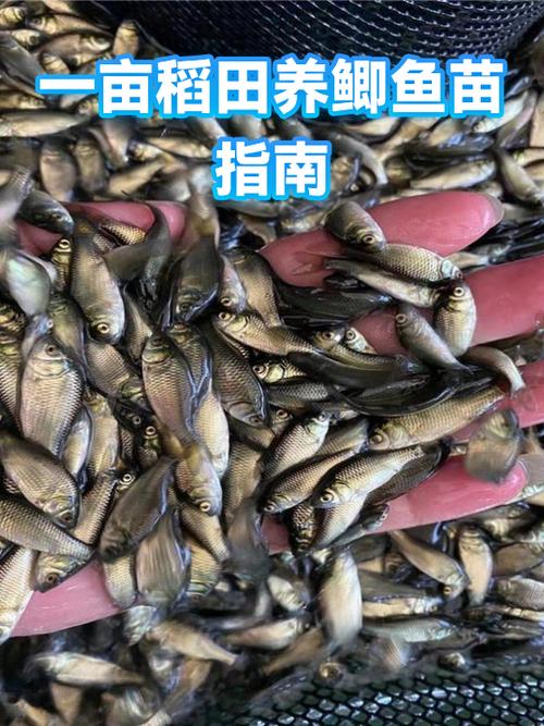 专养鲫鱼一亩放多少苗