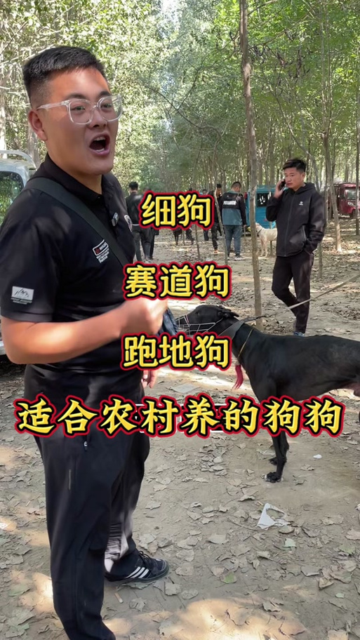 细狗比赛视频截图