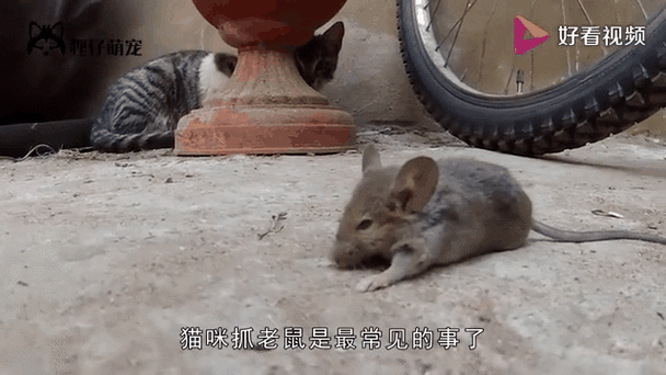 捉老鼠视频图标
