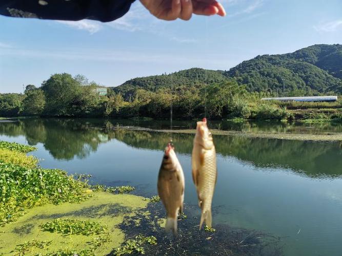 一竿钓两条鱼什么兆头