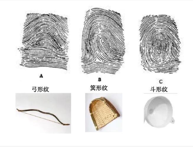 指纹纹线