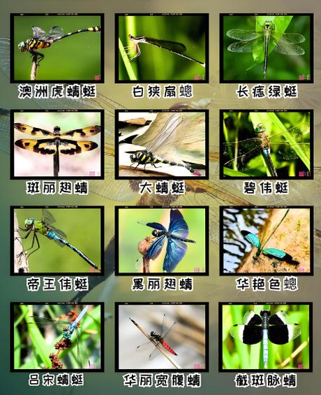 蜻蜓种类图片大全截图