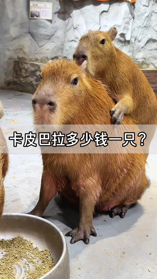 卡皮巴拉会认主人吗