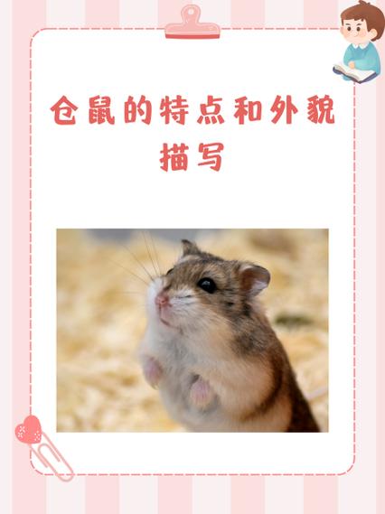 小仓鼠的外形特点描写图标
