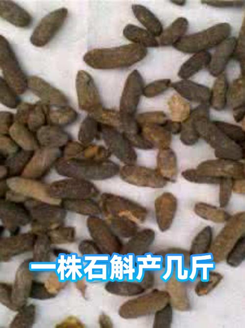 一斛多少斤