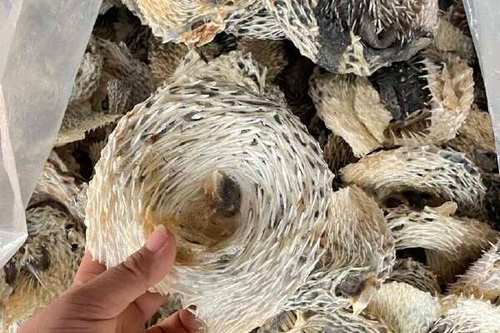 河豚鱼皮的功效与作用游戏截图