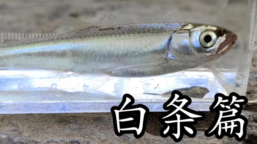 京东白条邀请码推广员图标