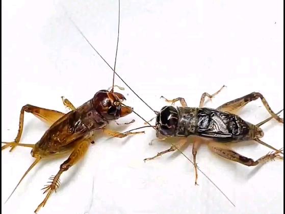 蟋蟀 打架
