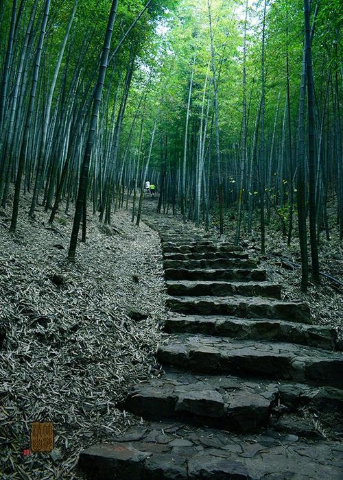 描写深山树林的句子缩略图
