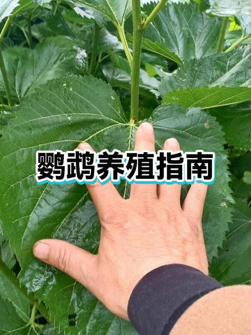 鹦鹉可以放在阳台养吗图标