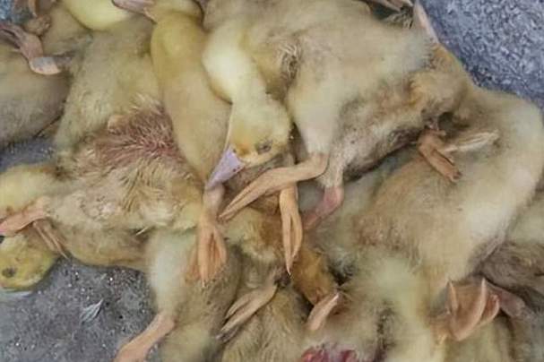 鹅为什么突然会死截图