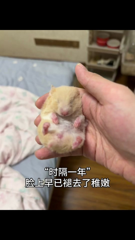 仓鼠一年相当于多少岁