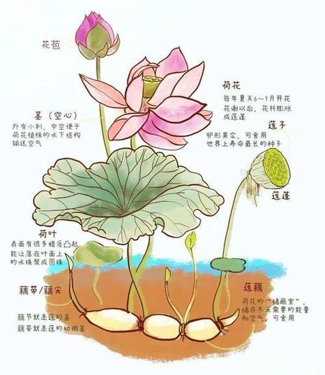 荷花下面一定有藕吗缩略图