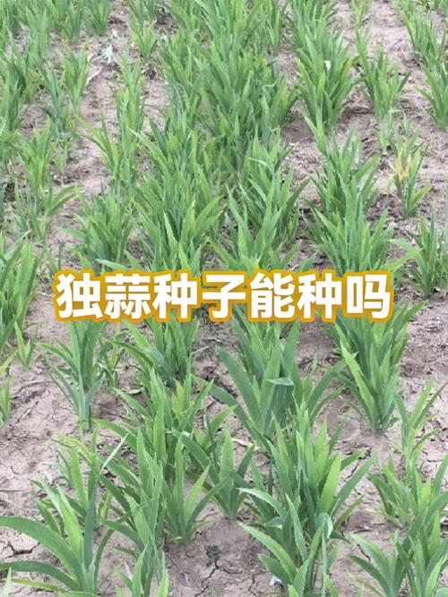 蒜种子小籽籽怎么种植