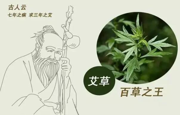 三年艾草是保存三年还是生长三年