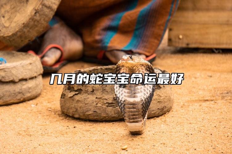 几月份的蛇宝宝最好命