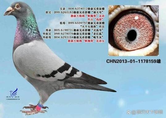 批发鸽子10一只价格