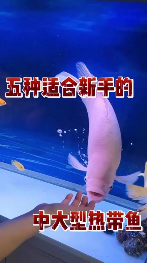 热带鱼什么鱼最好养