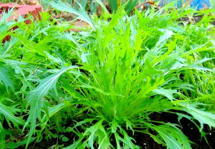 芝麻菜的功效与作用缩略图