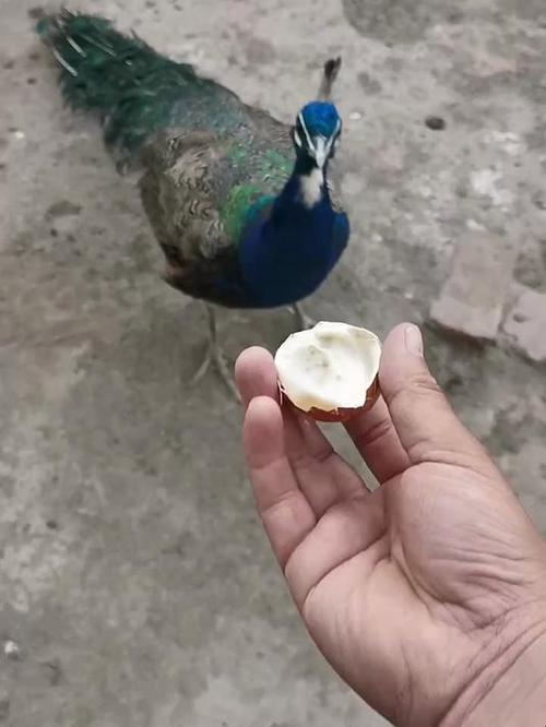 喂鸡给鸡蛋是什么软件