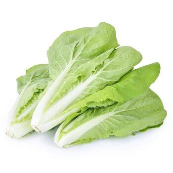 芽白苗是什么菜